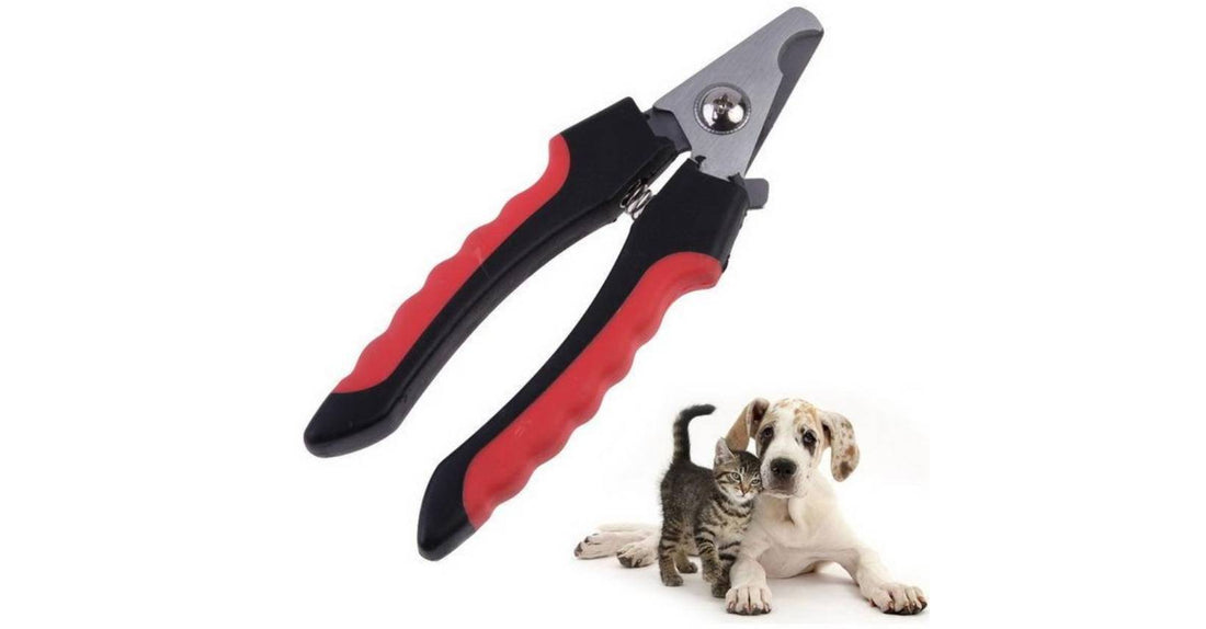 How to Pick, Use, and Maintain Dog Nail Clippers Like a Pro Groomer